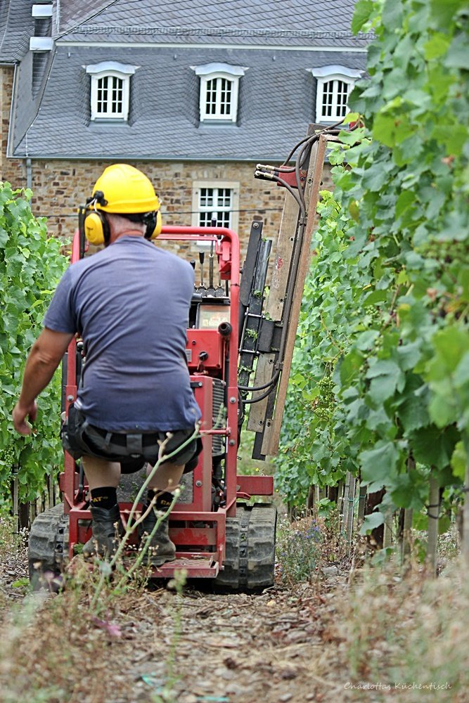 Arbeiter im Weinberg, Rotweinwanderweg