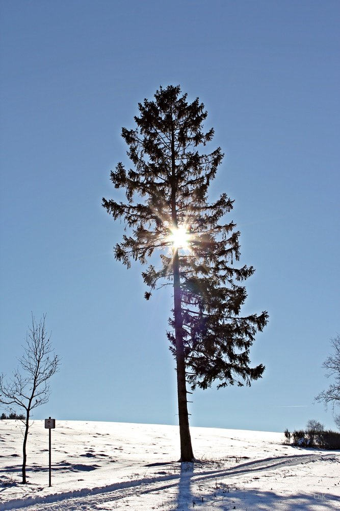  Wanderweg, A6, Altenhellefeld, Wacholderheide, Wandern, Schneewanderung