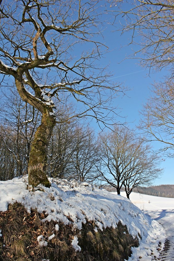 Wandern im Schnee, Sauerland, Wanderweg, A6, Altenhellefeld, Wacholderheide, Wandern, Schneewanderung