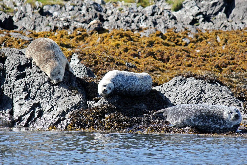 Brücke über den Atlantik, Easdale, Golf of Corryvreckan, Adventure Tour, Robben, Isle of Seil, Whirlpool, 