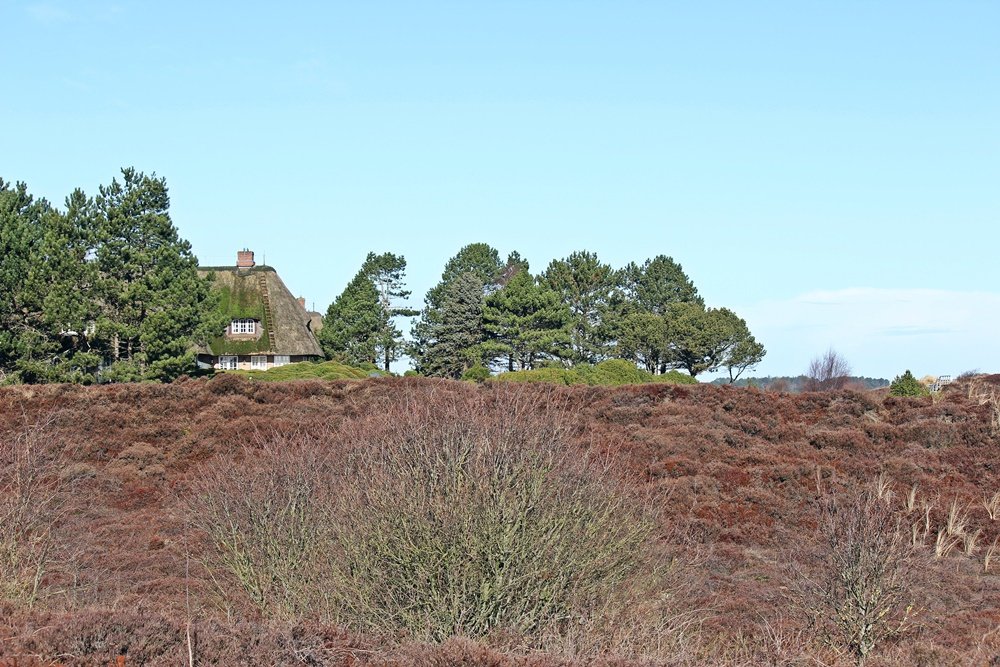 Sylt, Spaziergang, Winter, Heide, Schleswig Holstein, Geheimtipp