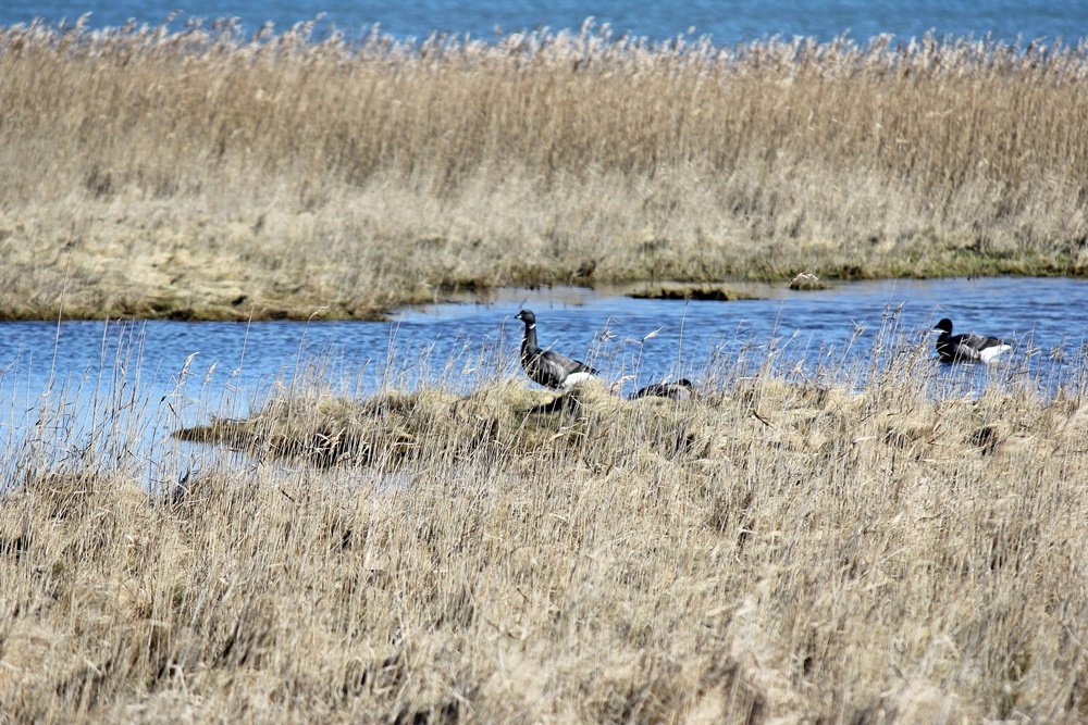 Sylt, Spaziergang, Winter, Heide, Schleswig Holstein, Geheimtipp, Wattenmeer