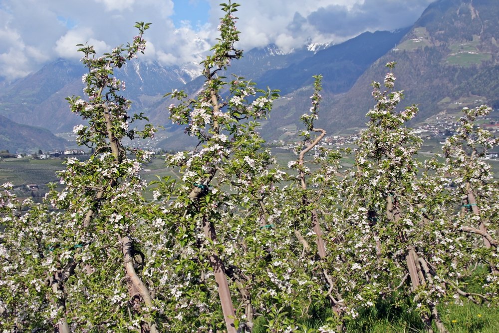 Was sollte man in Südtirol gemacht haben? Während der Apfelblüte durch die Apfelplantagen wandern