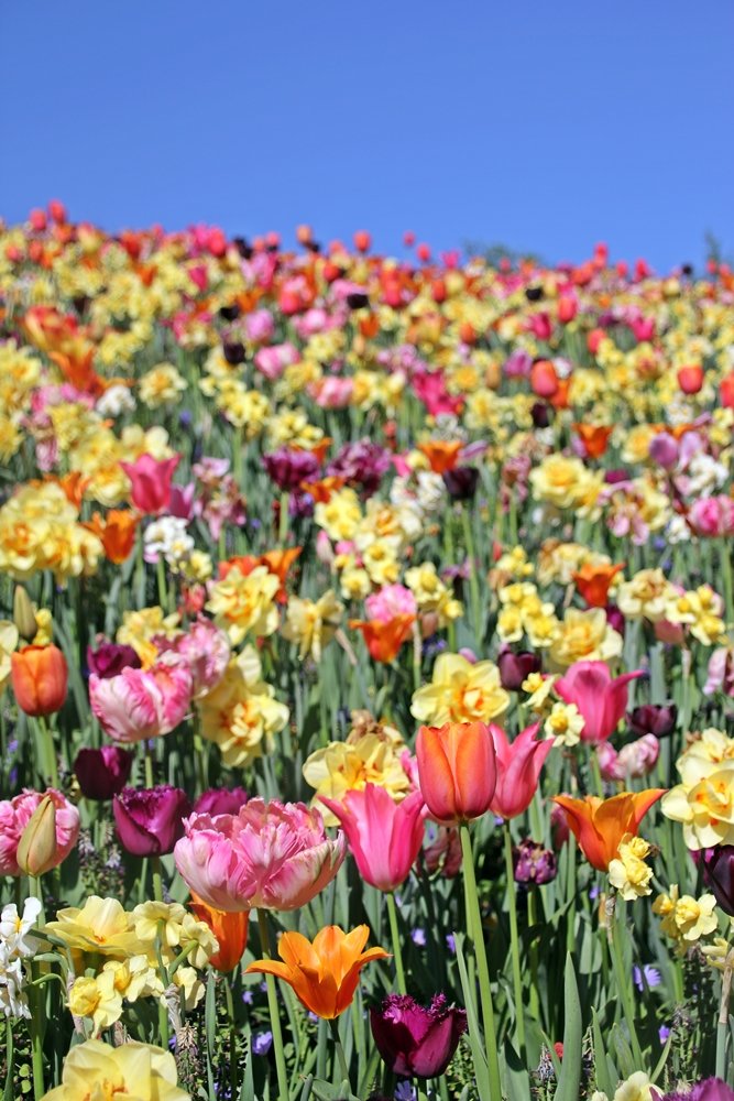 Tulpenfeld, Muss für jeden Gartenliebhaber