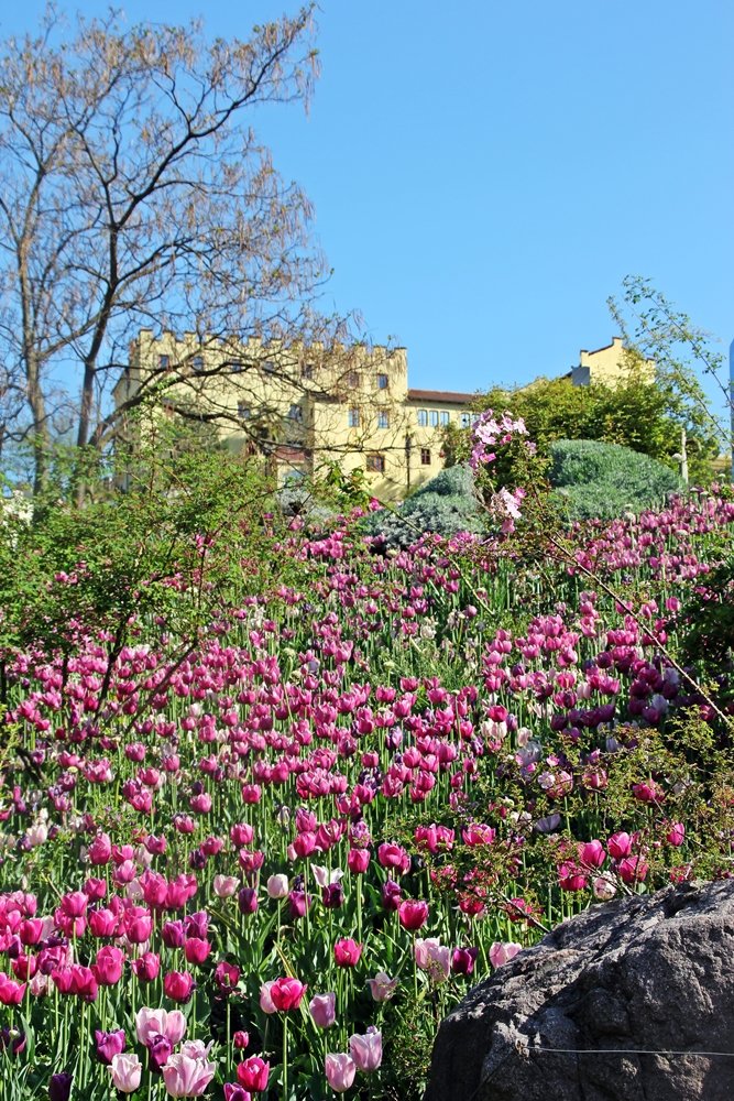 Tulpenbeet Schloss Trauttmansdorff, ein Muss für jeden Gartenliebhaber