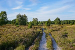 Behringer Heide - ein Geheimtipp in der Lüneburger Heide